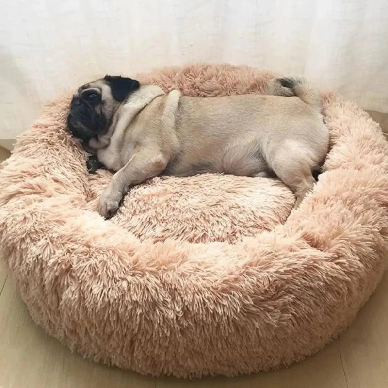 Cama pet