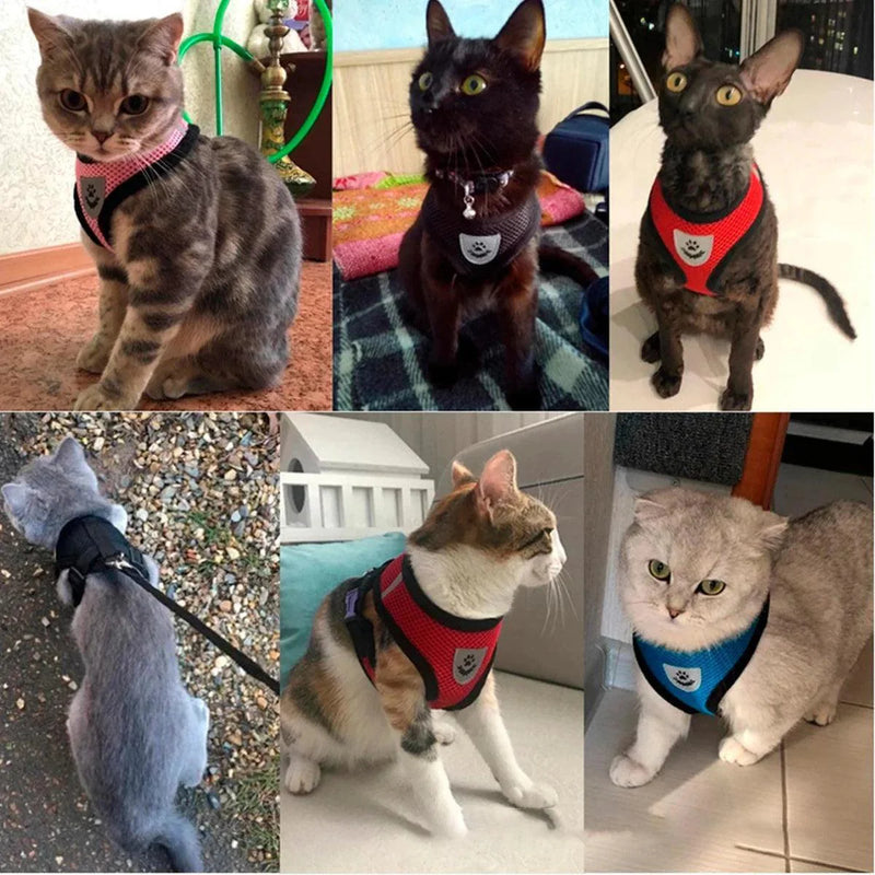 Coleira peitoral cão e gato